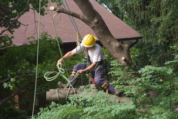 Lawn Watering Services in Beckett, NJ